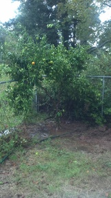 orangetree2_thumb.jpg