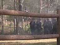 img00064-20110306-1456_thumb.jpg