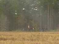 img00031-20110220-1405_thumb.jpg