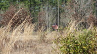 img_3423_thumb.jpg