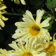 img_0498_thumb.jpg
