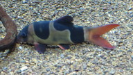 img_0591_thumb.jpg